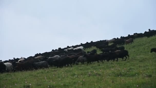 A large flock of black sheep runs down a mountain pasture downhill on a cloudy day with low cloudiness against a gray background. The concept of farming and breeding sheep — Stock Video
