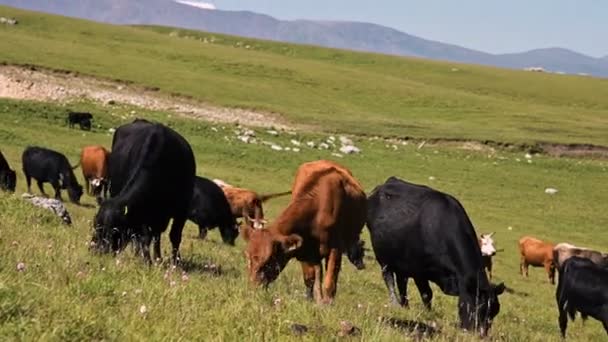 Czarne i brązowe krowy pasą się na alpejski zielony klif na letni słoneczny dzień przed niebieskim jasnym niebie. Koncepcja rolnictwa i wypasu bydła na naturalnych krajobrazów. Krowy czarne i brązowe — Wideo stockowe