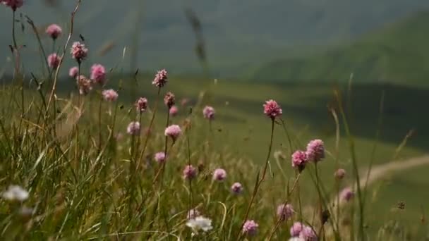 丘や高原を背景に山の斜面に紫色の花のクローズアップショット。山の中でハイキング。軽い風が草と野生の花を揺るがす — ストック動画