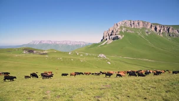 Le mucche pascolano sulla scogliera verde alpina ai piedi dell'altopiano interno nel Caucaso settentrionale in una giornata estiva soleggiata sullo sfondo di un altopiano roccioso. Il concetto di allevamento e pascolo bovini su naturale — Video Stock