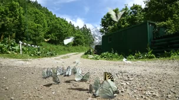 Close-up slow motion Group of butterflies with cyan wings absorbing nutrients and crawling on the ground against the backdrop of the forest and mountains. A group of colorful butterflies in nature — Stock Video