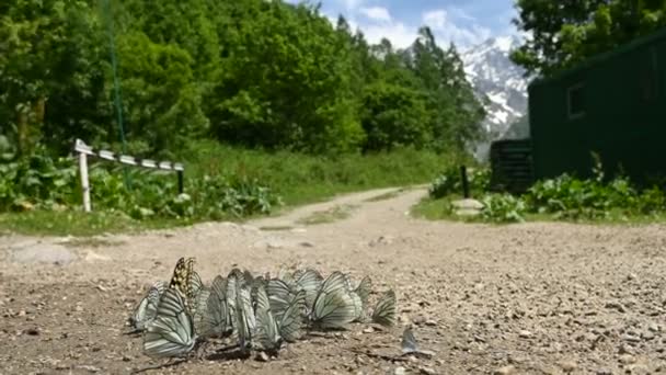 Gros plan Groupe de papillons aux ailes de cyan absorbant les nutriments et rampant au sol sur fond de forêt et de montagnes. Un groupe de papillons colorés dans la nature — Video