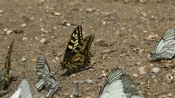 Gros plan Un groupe de papillons aux ailes de cyan qui absorbent les nutriments et rampent au sol dans les régions montagneuses. Un groupe de papillons colorés dans la nature. Certains papillons sont des mouches — Video