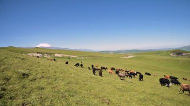 İnekler, kayalık platonun arka planında güneşli bir yaz gününde Kuzey Kafkasya'daki İnnal Platosu'nun eteklerindeki alpyeşil kayalıklarında otluyorlar. Doğal tarım ve otlatma sığır kavramı