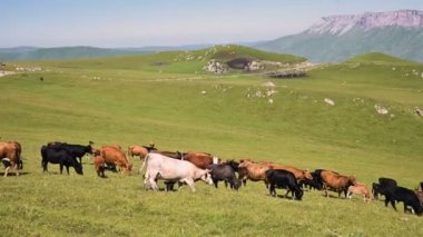 İnekler güneşli bir yaz gününde Kuzey Kafkasya'daki İnnal Platosu'nun eteklerindeki alpyeşil bir kayalıkta otluyorlar. Doğal peyzajlarda sığır yetiştiriciliği ve otlatma kavramı. Siyah ve kahverengi inekler