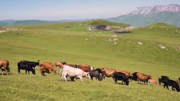 晴れた夏の日に北コーカサスのインナル高原のふもとにある高山の緑の崖の上で牛が放牧されます。自然景観に牛を放牧するという概念。黒と茶色の牛 — ストック動画