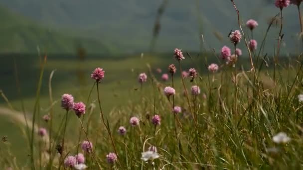 在丘陵和高原背景下，在山坡上的山坡上，紫色的花朵特写镜头。在山里徒步旅行。轻风摇草和野花 — 图库视频影像