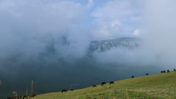 Тімелапс стада коней, що пасуться на гірському схилі під низькою хмарністю на тлі скель, які періодично з'являються через хмари . — стокове відео