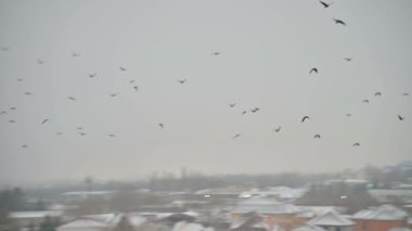 Bir kuş sürüsü karga gri gökyüzüne karşı bulutlu bir günde küçük bir kasabanın özel sektör üzerinde bir yerden bir yere uçar. Konut sektörlerinde kuzgun nüfusunu artırma kavramı