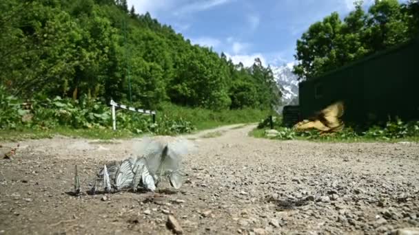 Gros plan ralenti Groupe de papillons aux ailes de cyan absorbant les nutriments et rampant au sol sur fond de forêt et de montagnes. Un groupe de papillons colorés dans la nature — Video