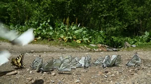 Primer plano cámara lenta Un grupo de mariposas con alas de cian que absorben nutrientes y se arrastran por el suelo en zonas montañosas. Un grupo de mariposas coloridas en la naturaleza. — Vídeos de Stock