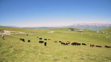 İnekler, kayalık platonun arka planında güneşli bir yaz gününde Kuzey Kafkasya'daki İnnal Platosu'nun eteklerindeki alpyeşil kayalıklarında otluyorlar. Doğal tarım ve otlatma sığır kavramı