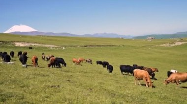 İnekler güneşli bir yaz gününde Kuzey Kafkasya'daki İnnal Platosu'nun eteklerindeki alpyeşil bir kayalıkta otluyorlar. Doğal peyzajlarda sığır yetiştiriciliği ve otlatma kavramı. Siyah ve kahverengi inekler