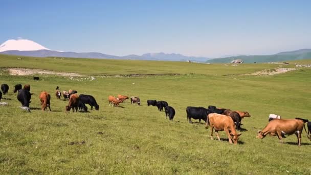 晴れた夏の日に北コーカサスのインナル高原のふもとにある高山の緑の崖の上で牛が放牧されます。自然景観に牛を放牧するという概念。黒と茶色の牛 — ストック動画