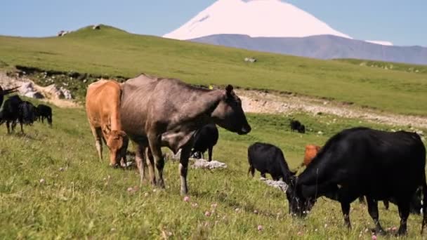 Vacas negras y marrones pastan en un acantilado verde alpino en un día soleado de verano contra un cielo azul claro. El concepto de ganadería y pastoreo en paisajes naturales. Vacas negras y marrones — Vídeos de Stock