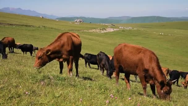 Vacas pretas e marrons pastam em um penhasco verde alpino em um dia ensolarado de verão contra um céu azul claro. O conceito de criação e pastoreio de gado em paisagens naturais. Vacas pretas e castanhas — Vídeo de Stock