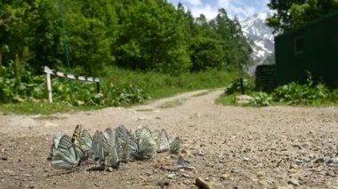 Yakın çekim grup siyan kanatları ile kelebekler besin emici ve orman ve dağların fon karşı yerde sürünerek. Doğada renkli kelebekler bir grup