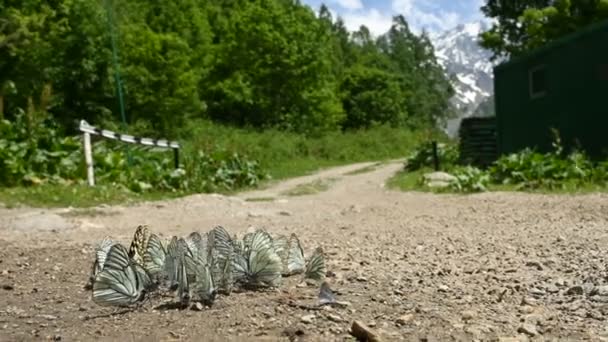 Κοντινό-up ομάδα πεταλούδων με κυανό φτερά απορροφώντας θρεπτικά συστατικά και σέρνοντας στο έδαφος με φόντο το δάσος και τα βουνά. Μια ομάδα από πολύχρωμες πεταλούδες στη φύση — Αρχείο Βίντεο