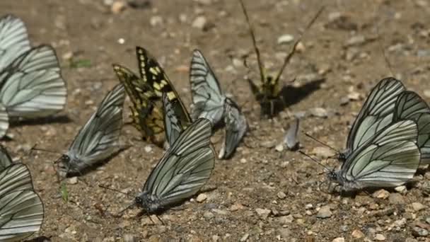 Close-up A group of butterflies with cyan wings that absorb nutrients and crawl on the ground in mountainous areas. A group of colorful butterflies in nature. Some butterflies are fly — Stock Video