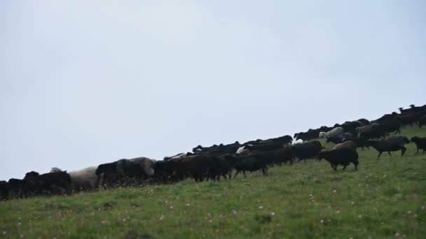 Duże stadko czarnych owiec biegnie w dół górskich pastwisk zjazd w pochmurny dzień z niskim zachmurzenia na szarym tle. Pojęcie hodowli i hodowli owiec — Wideo stockowe