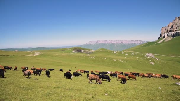 Po slunném letním dnu na pozadí skalnaté plošiny se krávy pájí na alpském zeleném útesu, který se nachází na úpatí podzimní plošiny. Pojetí chovu a pastvu skotu na přírodním — Stock video