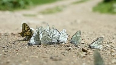 Yavaş çekimde, besinleri emen ve dağlık alanlarda sürünen bir grup kelebek. Doğada bir grup renkli kelebek.