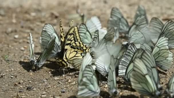 Close-up slow motion Een groep vlinders met cyaanvleugels die voedingsstoffen opnemen en op de grond kruipen in bergachtige gebieden. Een groep kleurrijke vlinders in de natuur. — Stockvideo