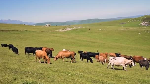 晴れた夏の日に北コーカサスのインナル高原のふもとにある高山の緑の崖の上で牛が放牧されます。自然景観に牛を放牧するという概念。黒と茶色の牛 — ストック動画