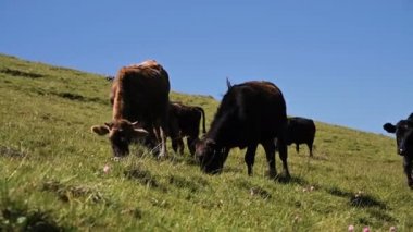 Siyah ve kahverengi Inekler mavi berrak gökyüzüne karşı bir yaz güneşli bir günde bir alp yeşili uçurumda otlatmak. Doğal peyzajlarda sığır yetiştiriciliği ve otlatma kavramı. Siyah ve kahverengi inekler