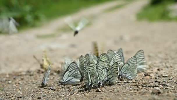 Primer plano cámara lenta Un grupo de mariposas con alas de cian que absorben nutrientes y se arrastran por el suelo en zonas montañosas. Un grupo de mariposas coloridas en la naturaleza. — Vídeos de Stock