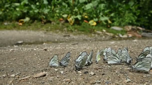 Nahaufnahme Zeitlupe Eine Gruppe von Schmetterlingen mit Cyanflügeln, die Nährstoffe aufnehmen und in bergigen Gebieten auf dem Boden kriechen. Eine Gruppe bunter Schmetterlinge in der Natur. — Stockvideo