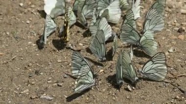 Yakın çekim Besinleri emen ve dağlık bölgelerde yerde sürünen siyan kanatlı bir grup kelebek. Doğada renkli kelebekler bir grup. Bazı kelebekler uçar.