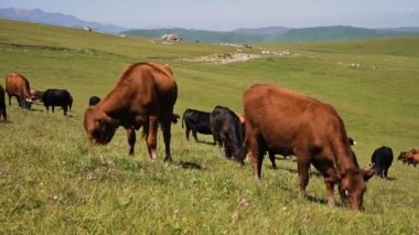 Siyah ve kahverengi Inekler mavi berrak gökyüzüne karşı bir yaz güneşli bir günde bir alp yeşili uçurumda otlatmak. Doğal peyzajlarda sığır yetiştiriciliği ve otlatma kavramı. Siyah ve kahverengi inekler