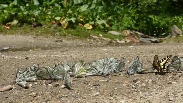 Nahaufnahme einer Gruppe von Schmetterlingen mit Cyanflügeln, die Nährstoffe aufnehmen und auf dem Boden kriechen. eine Gruppe bunter Schmetterlinge in der Natur. Einige Schmetterlinge fliegen — Stockvideo
