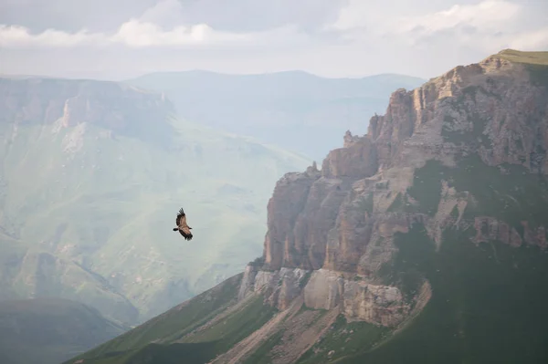 Mountain Caucasian eagle flies in the sky against the backdrop of rocky mountains and plateaus. The concept of coast and freedom of choice — Stock Photo, Image