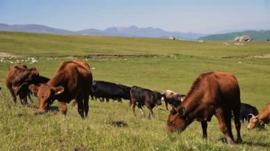 Siyah ve kahverengi Inekler mavi berrak gökyüzüne karşı bir yaz güneşli bir günde bir alp yeşili uçurumda otlatmak. Doğal peyzajlarda sığır yetiştiriciliği ve otlatma kavramı. Siyah ve kahverengi inekler