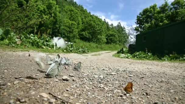 Крупным планом замедленной съемки Группа бабочек с голубыми крыльями, поглощающими питательные вещества и ползающими по земле на фоне леса и гор. Группа красочных бабочек в природе — стоковое видео