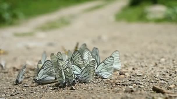 Gros plan ralenti Un groupe de papillons aux ailes de cyan qui absorbent les nutriments et rampent au sol dans les régions montagneuses. Un groupe de papillons colorés dans la nature. — Video