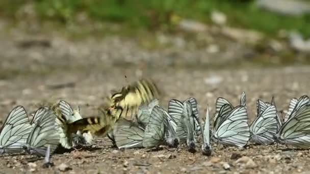 Close-up slow motion Um grupo de borboletas com asas de ciano que absorvem nutrientes e rastejam no chão em áreas montanhosas. Um grupo de borboletas coloridas na natureza. — Vídeo de Stock