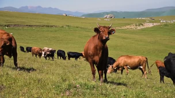 Vacas negras y marrones pastan en un acantilado verde alpino en un día soleado de verano contra un cielo azul claro. El concepto de ganadería y pastoreo en paisajes naturales. Vacas negras y marrones — Vídeo de stock