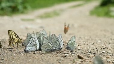 Yavaş çekimde, besinleri emen ve dağlık alanlarda sürünen bir grup kelebek. Doğada bir grup renkli kelebek.