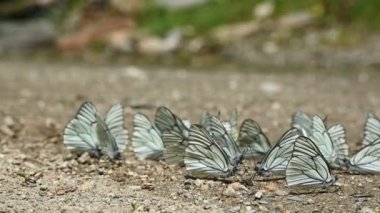 Yavaş çekimde, besinleri emen ve dağlık alanlarda sürünen bir grup kelebek. Doğada bir grup renkli kelebek