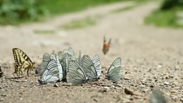 Close-up slow motion Um grupo de borboletas com asas de ciano que absorvem nutrientes e rastejam no chão em áreas montanhosas. Um grupo de borboletas coloridas na natureza. — Vídeo de Stock