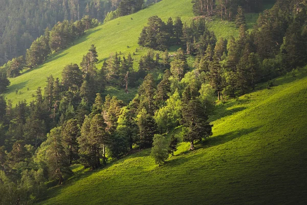 Paisagem com florestas de pinheiros na encosta das montanhas no verão no pôr do sol — Fotografia de Stock