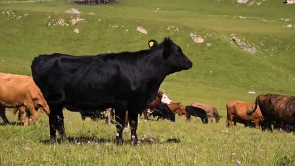An einem sonnigen Sommertag vor blauem Himmel grasen schwarze und braune Kühe auf einer alpinen grünen Klippe. das Konzept der Viehzucht und Weidehaltung auf natürlichen Landschaften. schwarze und braune Kühe — Stockvideo