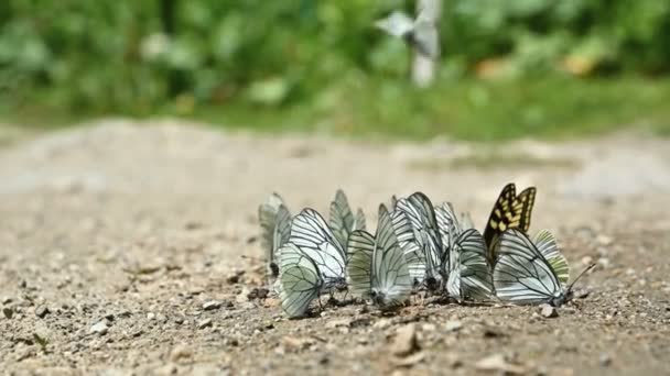 Nahaufnahme Zeitlupe Eine Gruppe von Schmetterlingen mit Cyanflügeln, die Nährstoffe aufnehmen und in bergigen Gebieten auf dem Boden kriechen. Eine Gruppe bunter Schmetterlinge in der Natur. — Stockvideo