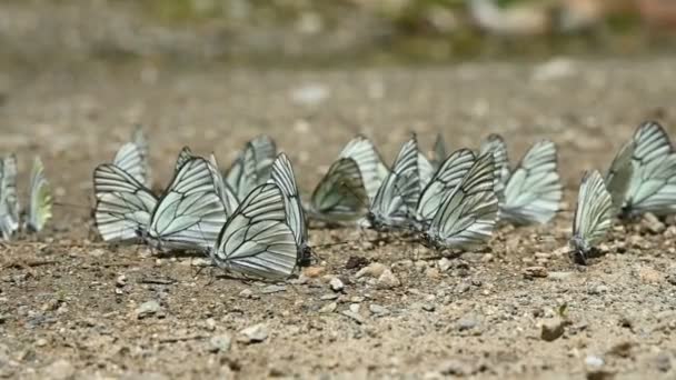 Close-up slow motion Um grupo de borboletas com asas de ciano que absorvem nutrientes e rastejam no chão em áreas montanhosas. Um grupo de borboletas coloridas na natureza — Vídeo de Stock