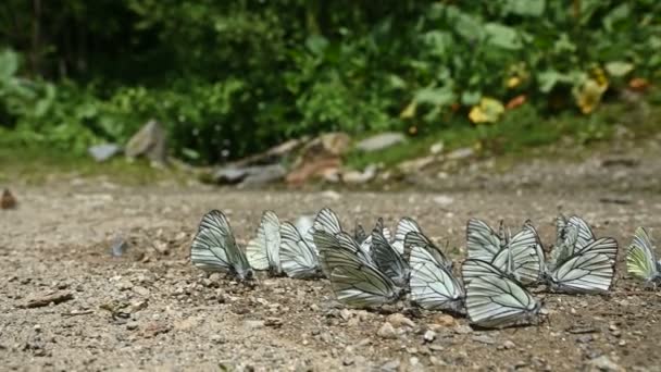 Κοντινή αργή κίνηση Μια ομάδα πεταλούδων με φτερά κυανού που απορροφούν θρεπτικά συστατικά και σέρνονται στο έδαφος σε ορεινές περιοχές. Μια ομάδα από πολύχρωμες πεταλούδες στη φύση. — Αρχείο Βίντεο