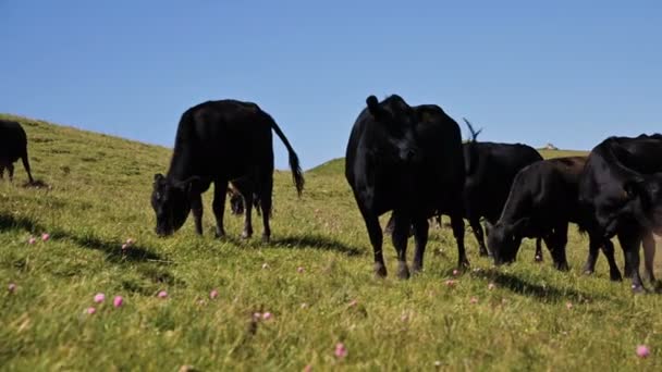 Vacas negras y marrones pastan en un acantilado verde alpino en un día soleado de verano contra un cielo azul claro. El concepto de ganadería y pastoreo en paisajes naturales. Vacas negras y marrones — Vídeo de stock