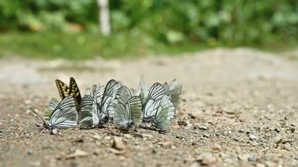 Gros plan ralenti Un groupe de papillons aux ailes de cyan qui absorbent les nutriments et rampent au sol dans les régions montagneuses. Un groupe de papillons colorés dans la nature. — Video